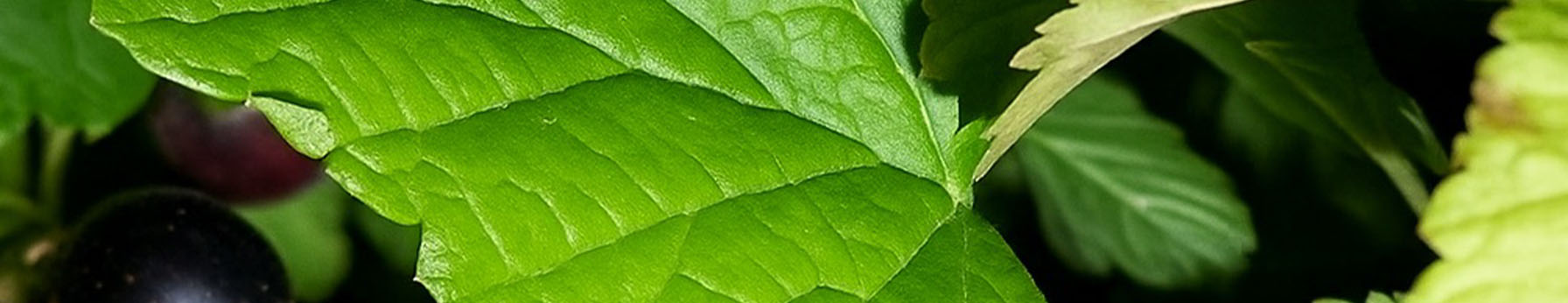 Cassis Leaves note – fresh green edge