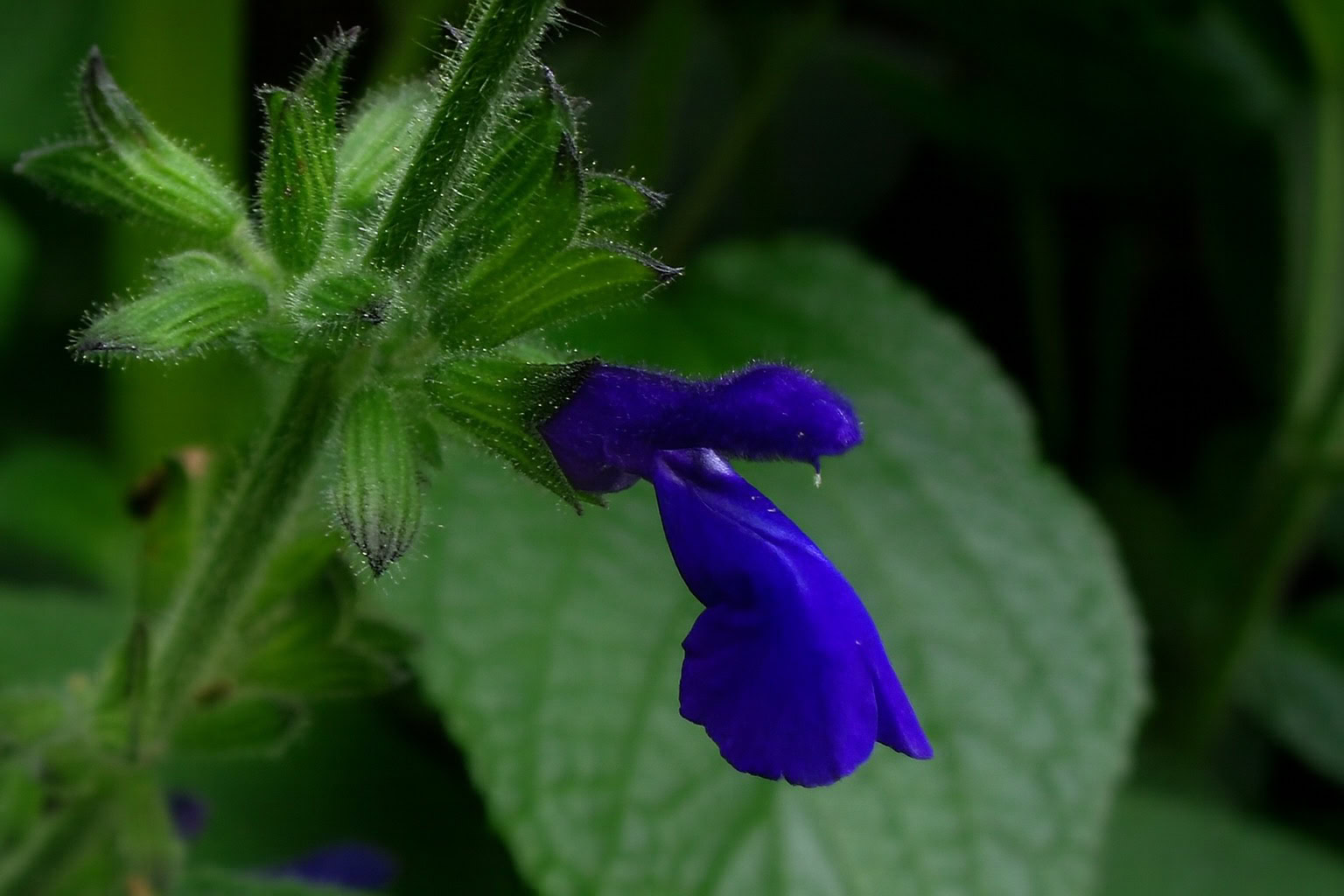 Blue Sage note – earthy herbal clarity