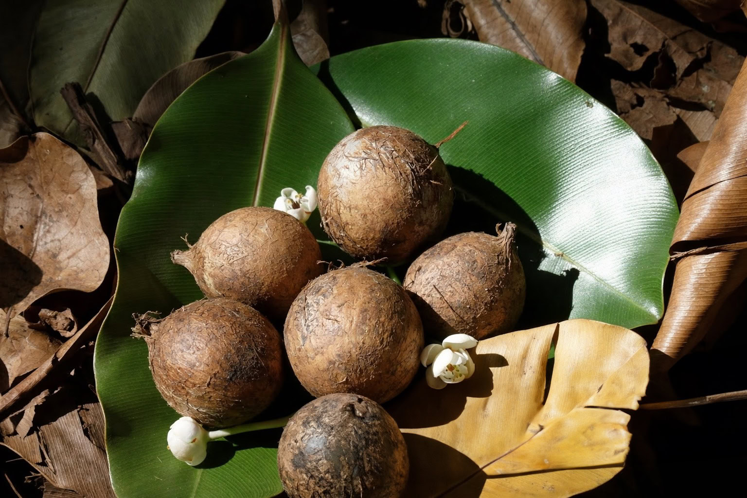 Tamanu nut – smooth woody depth