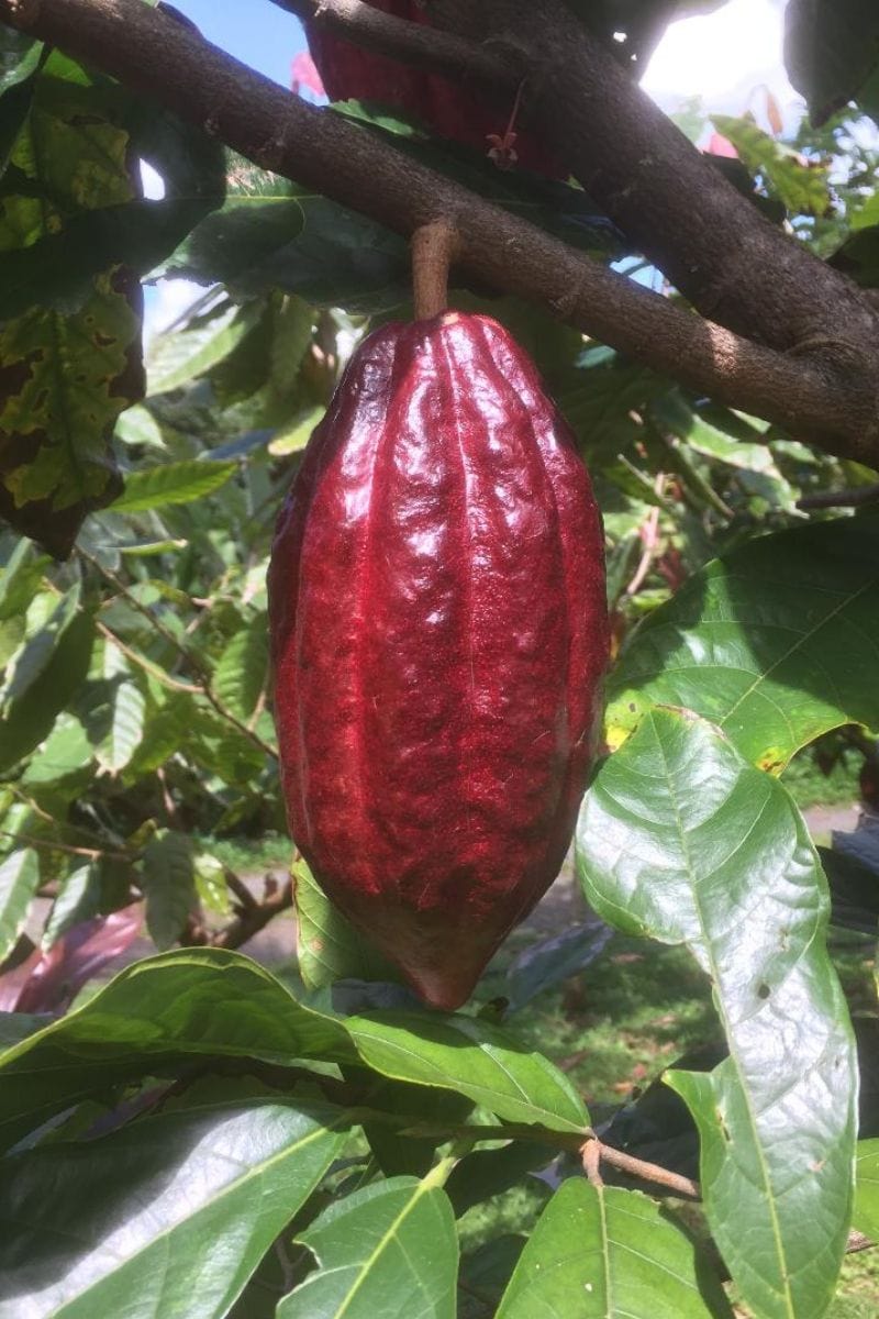 cacao tours and chocolate tastings on Oahu