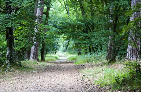 Fontainebleau Forest