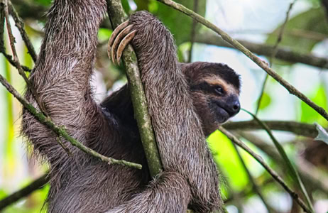 A sloth in a tree