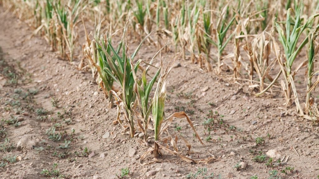 Nuevas líneas de créditos para potenciar la producción