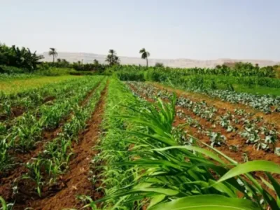 Mix cropping
