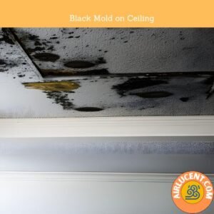 Black Mold on Ceiling