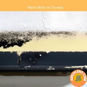 Black Mold on Drywall