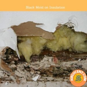 This is what Black Mold looks like on Insulation