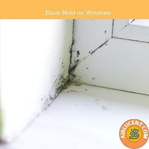 This is what Black Mold looks like on Windows