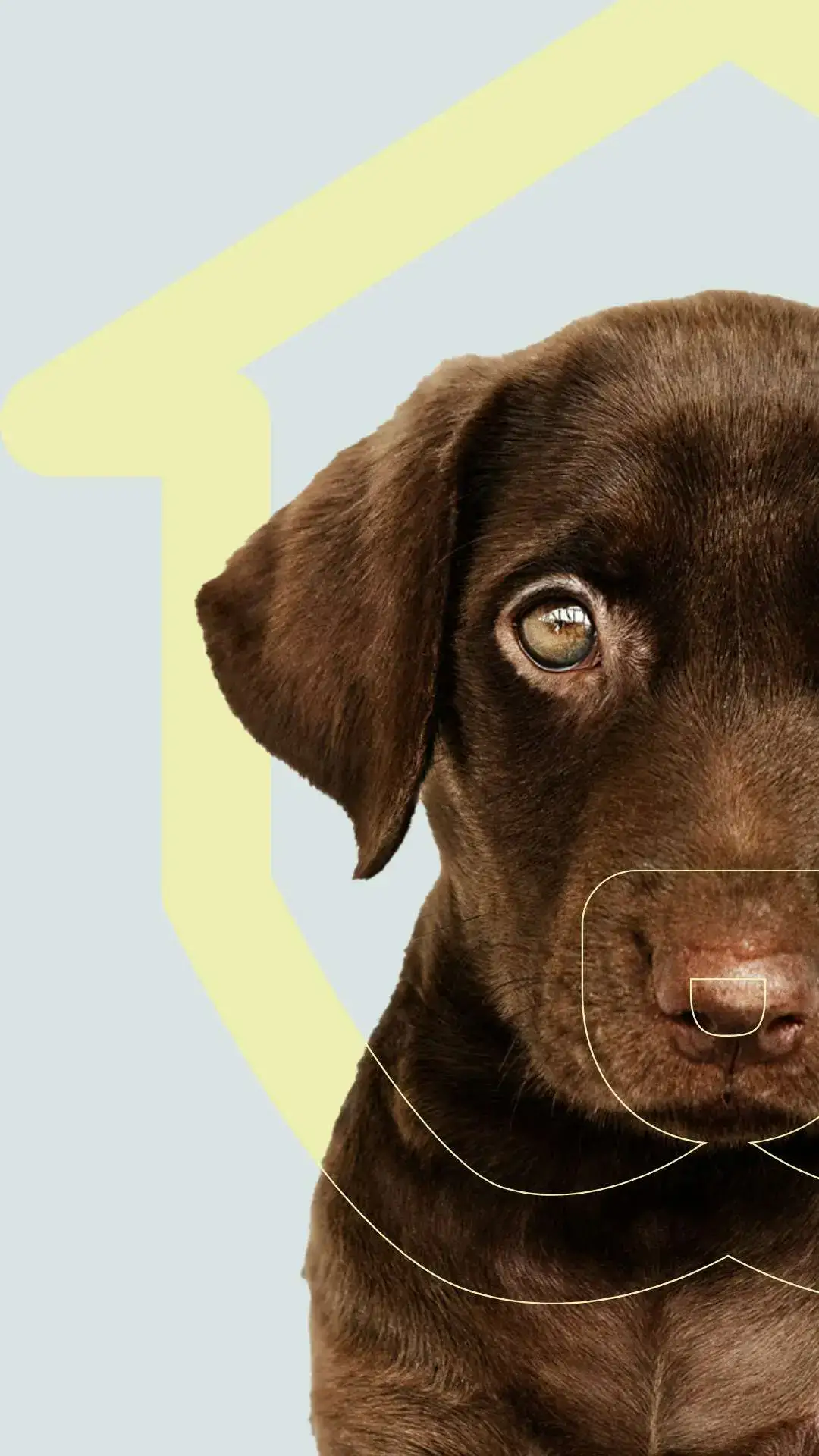 Identidade Visual para Veterinária