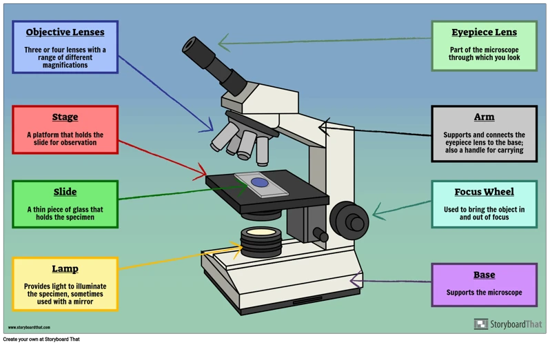 Observing Through A Microscope