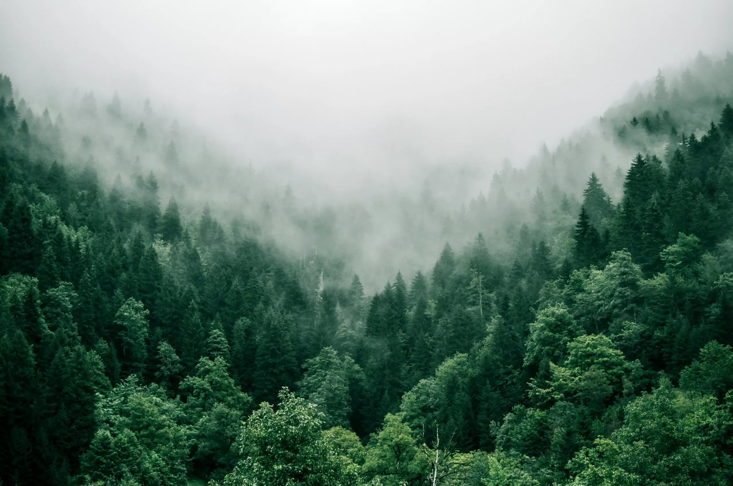 marita-kavelashvili-ugnrXk1129g-unsplash The Majestic World of Big Trees