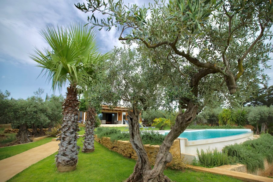 Villa Olive Trees Villa Trees