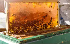 apicoltura
