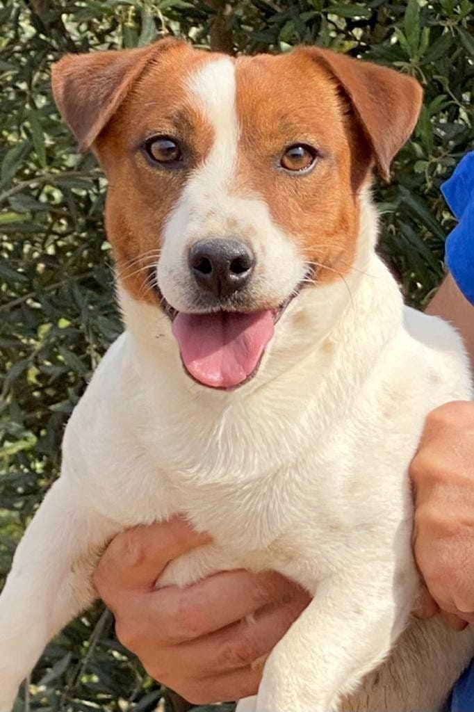 Jack Russell Pelo Corto