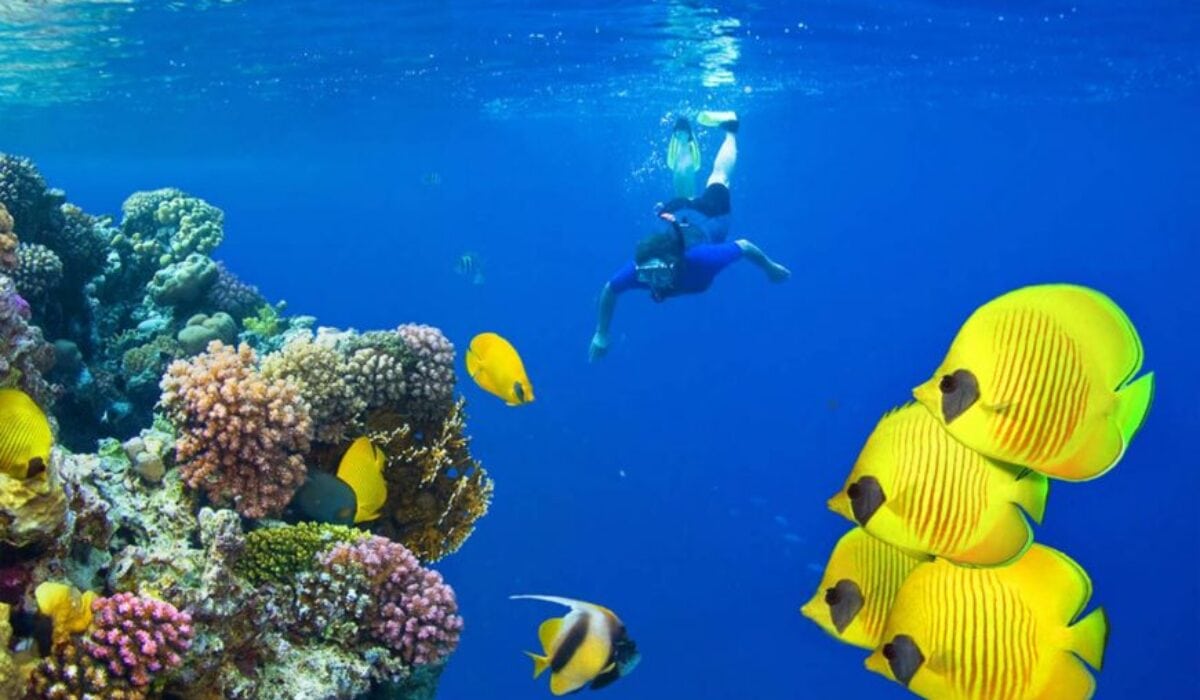 Samadai-reef-dolphin-house-5-870x555-1