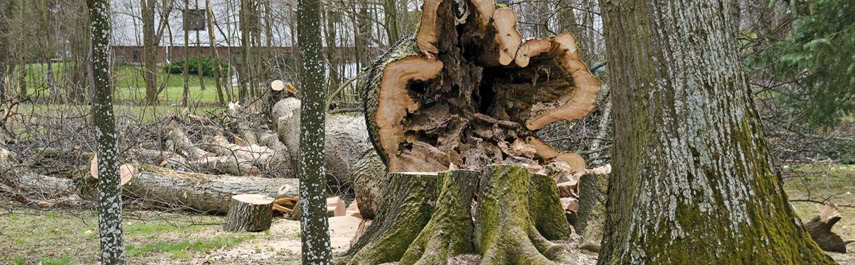 Tree Health Services