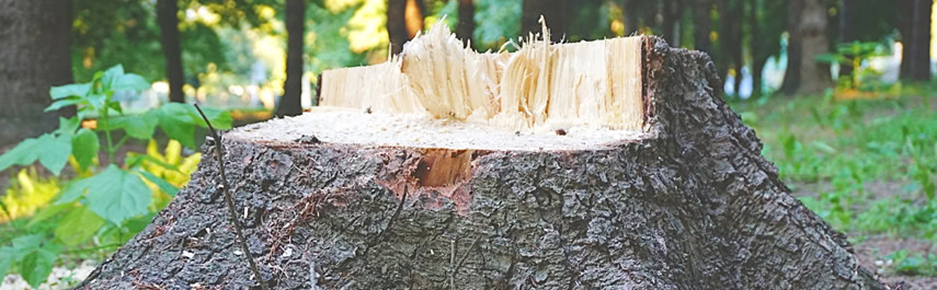 Stump Removal Services