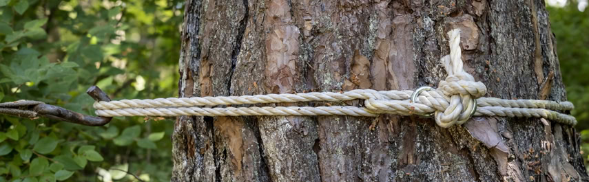 Tree Removal Services