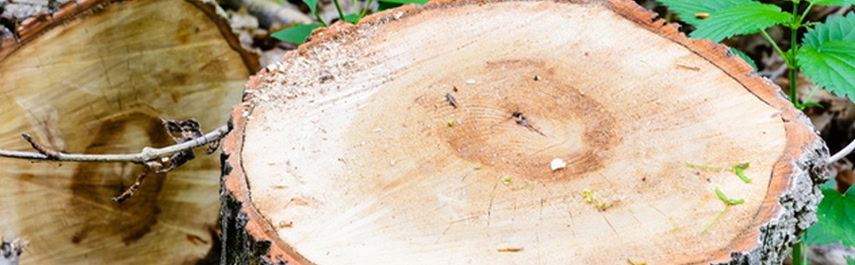 Stump Grinding Services