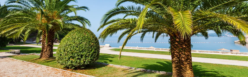 Tree Installation Services