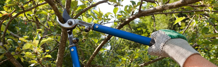 Tree trimming Services