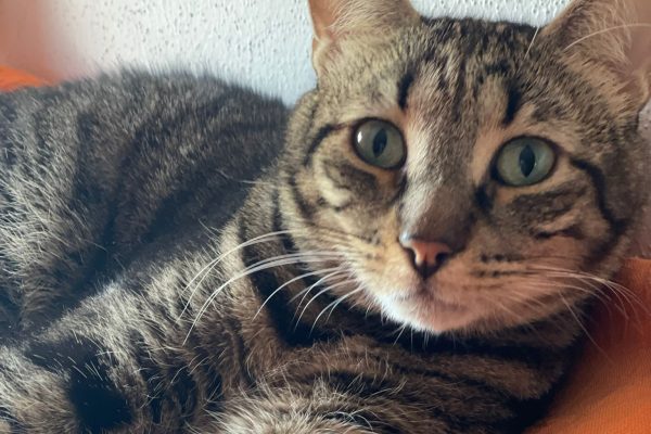 Gerettetes Tier im neuen Zuhause bei Pflege- oder Adoptivfamilie