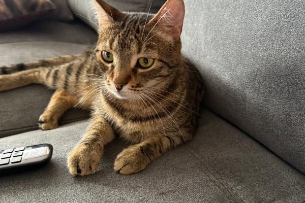 Gerettetes Tier im neuen Zuhause bei Pflege- oder Adoptivfamilie