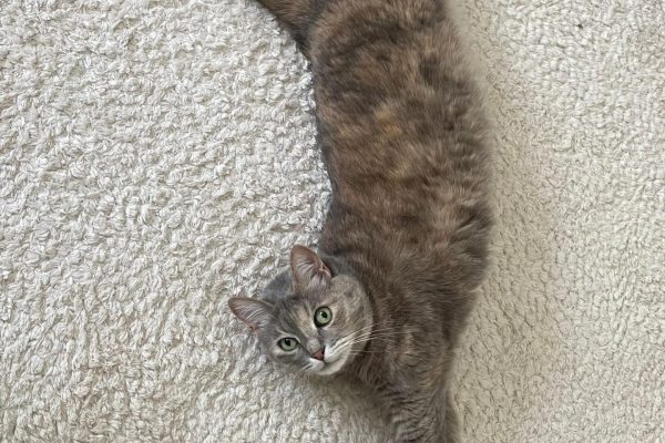 Gerettetes Tier im neuen Zuhause bei Pflege- oder Adoptivfamilie