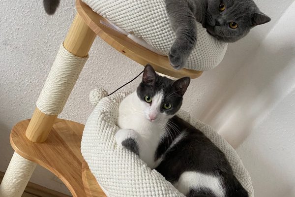 Gerettetes Tier im neuen Zuhause bei Pflege- oder Adoptivfamilie