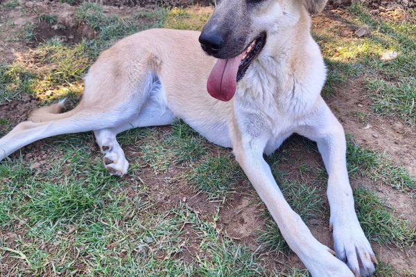 Hund in der Betreuung von ATI Paw e. V.