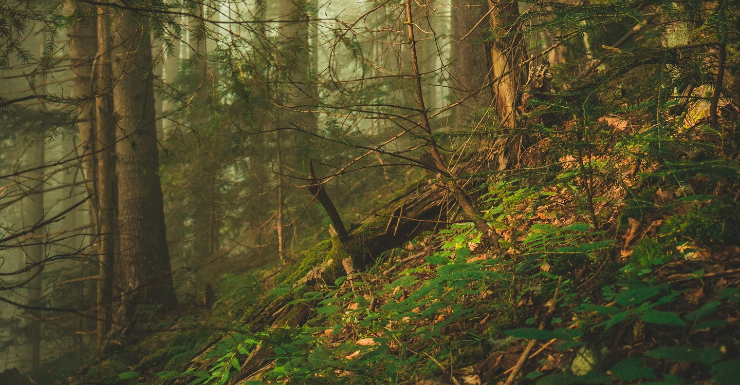 назва панорами