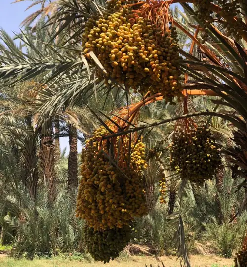 Rocky canyon trail in Paradise Valley Agadir