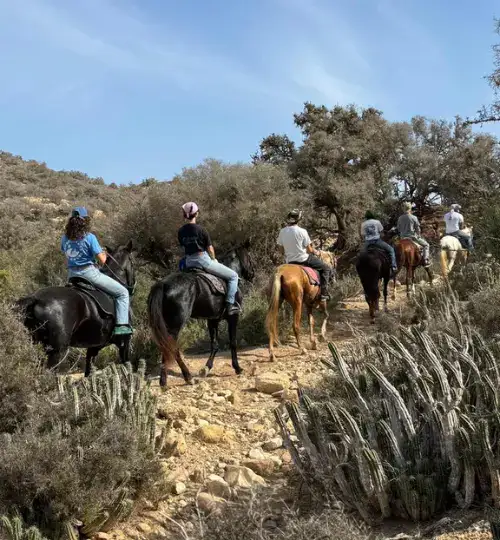 half day horse riding in Taghazout along the beach