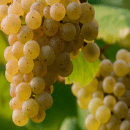 Albariño