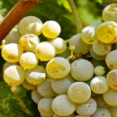 Alvarinho