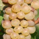 Auxerrois