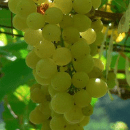 Chenin Blanc
