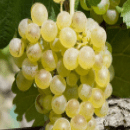 Clairette
