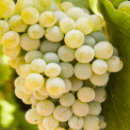 Fiano