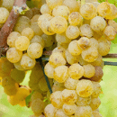 Malvasia Fina