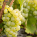 Pinot Bianco