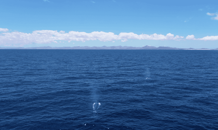 Grabación de ballenas con drones