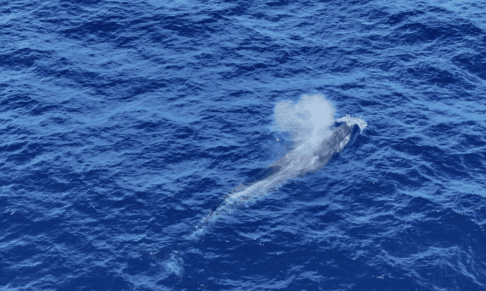Grabación con dron de cetaceos