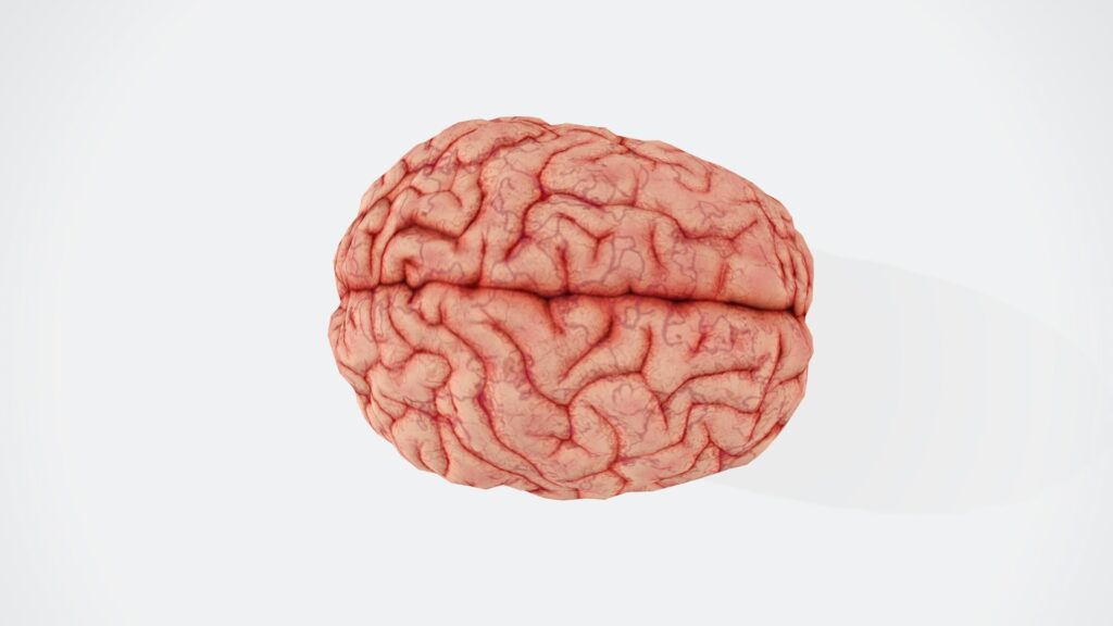 open exposed brain from the top-down view