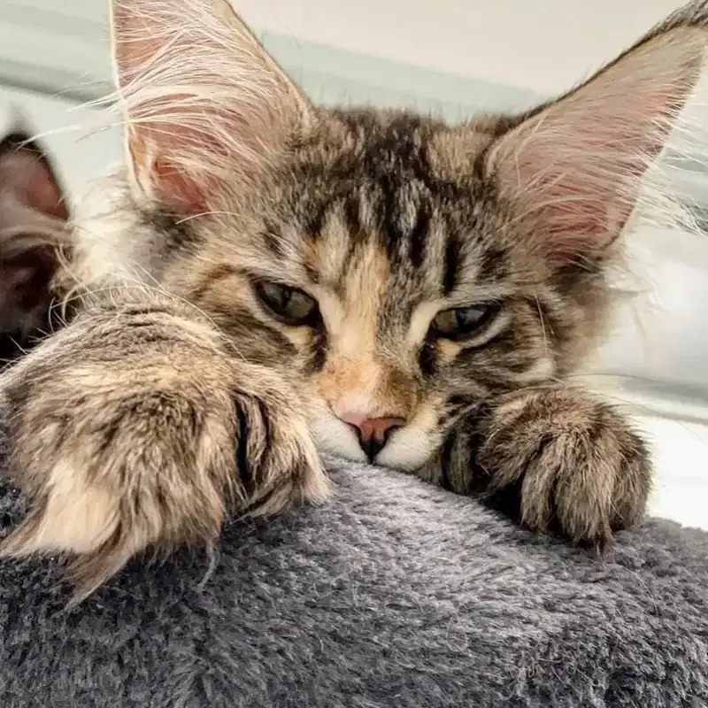 Home - v2 17 maine coon