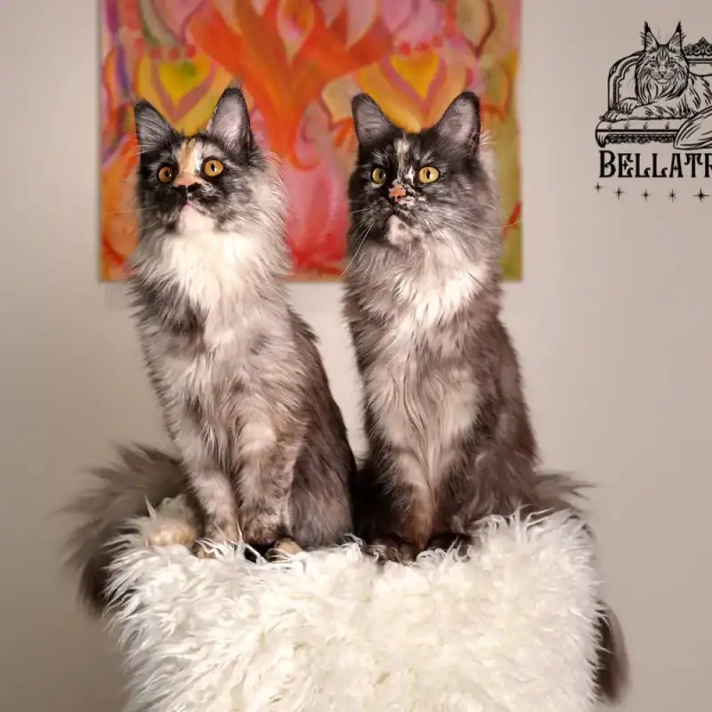 Home - v2 9 maine coon kittens