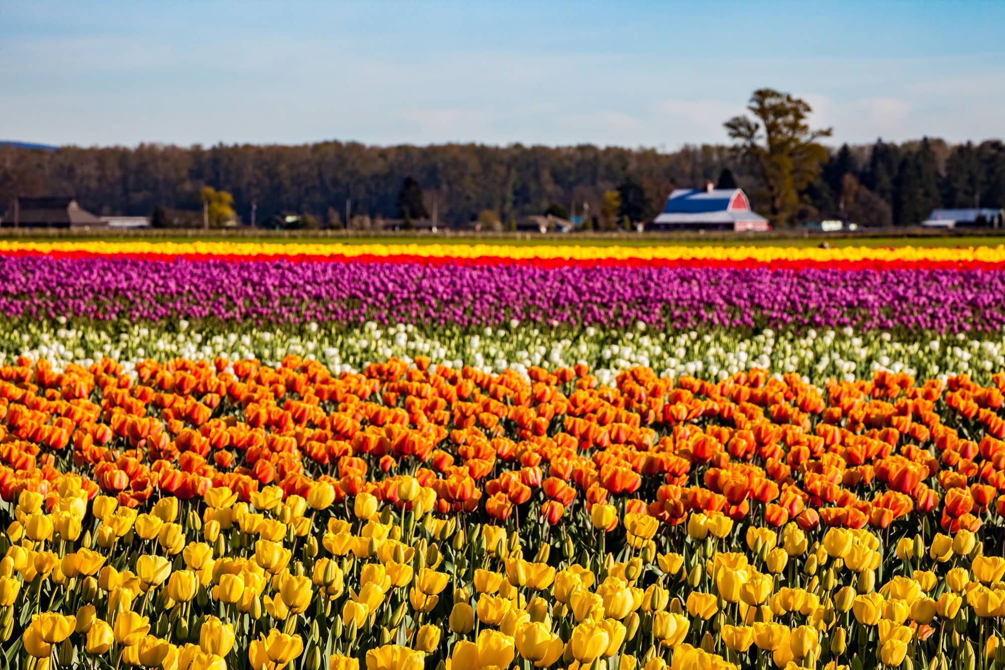 The Tulip Festival in Skagit County attracts more than 500,000 visitors annually.
