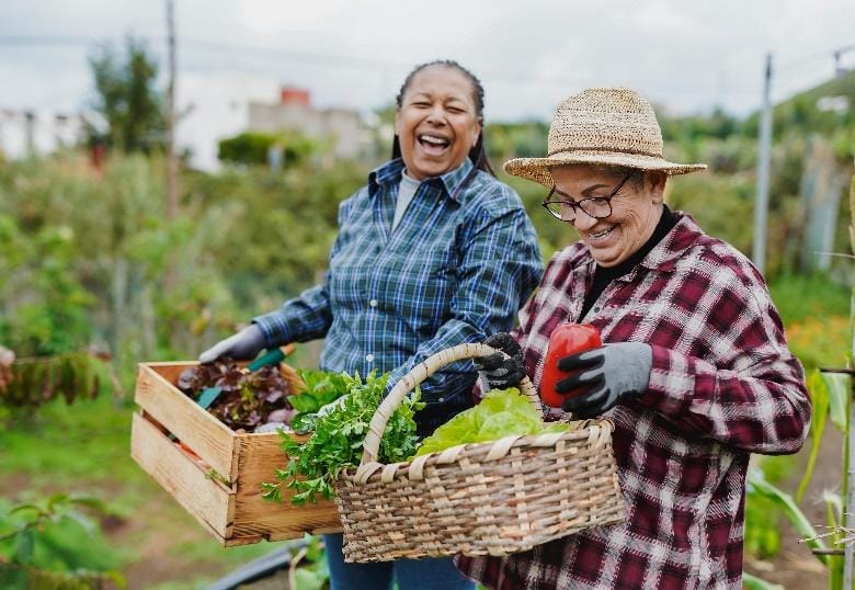 Two women harvesting organic vegetables from garden