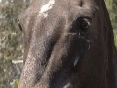 Melody wild horse rescued from Yakama Nation, gentle mare at Pregnant Mare Rescue sanctuary