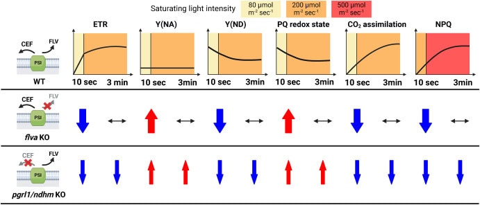 Graphical Abstract